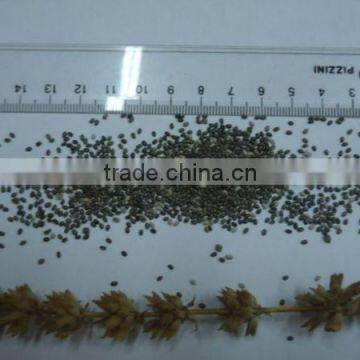 Conventional Chia Grains