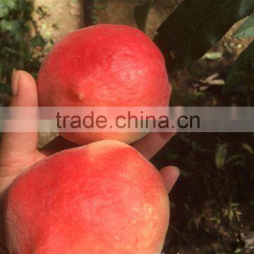 Fresh Peach photo-3
