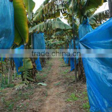 Blue and white plastic banana grow bags with holes