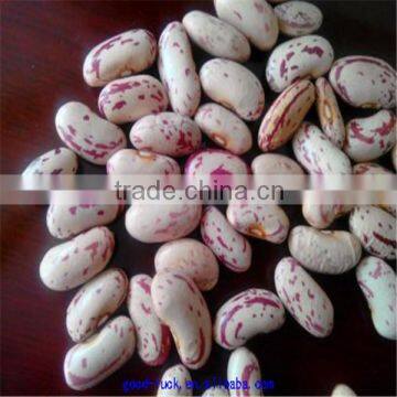 light speckled kidney beans supplier(long shape)