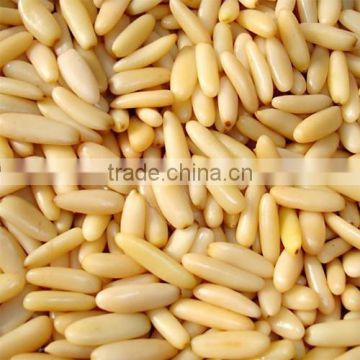 pine nut kernel