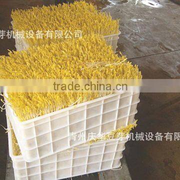 Automatic Bean Sprout Machine Bean Sprout Growing Machine photo-2