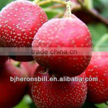 Chinese hawthorn powder