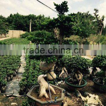 Ficus tree big bonsai for garden