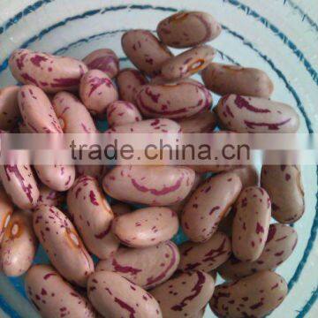 2010 Crop, HPS, Light Speckled kidney bean