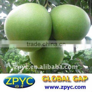 Fresh Pinghe Honey Pomelo