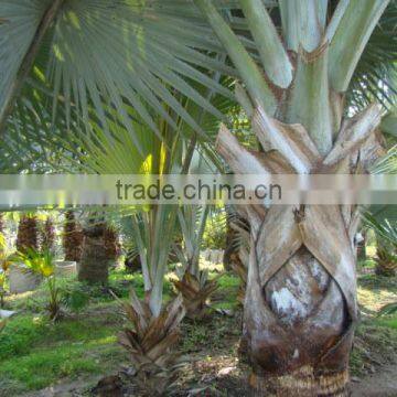 Big Seedling of Bismarckia Nobilis Hildebr.et H.Wendl