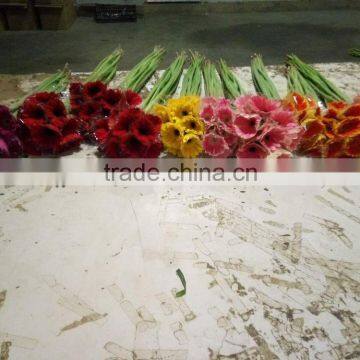Fresh Cut Flower Gerbera