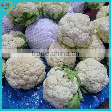 New crop frozen white cauliflowers with good quality