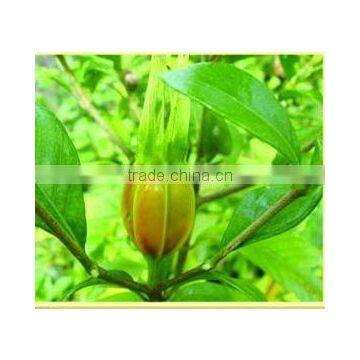 Cape Jasmine Fruit Chinese herb