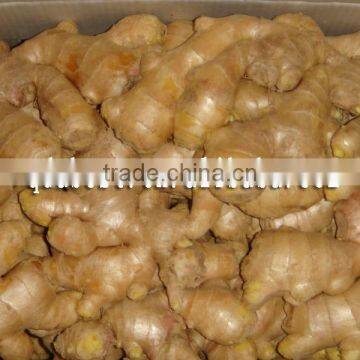 Fresh Washed Ginger photo-3