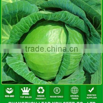 NC54 Yaoku China cabbage seeds for planting, cabbage seeds prices