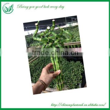 Spiral lucky bamboo(dracaena sanderiana)