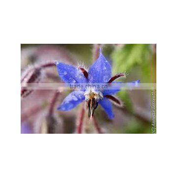 Borage oil