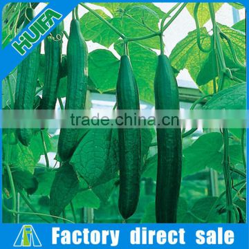 Commercial Hydroponics Greenhouses for Tomato,cucumber and other crops