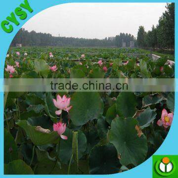 HDPE Shrimp Pond Liner,water Tank Liner photo-6