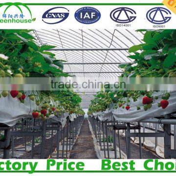 Commercial Climate Control Strawberry Greenhouse With Thermal System photo-2