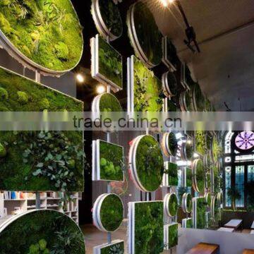 Plastic Green Wall for Living Room Decoration Moss Green Wall Decoration photo-5