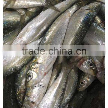 New Landing Frozen Fresh Unprocessed HGT Sardine photo-3