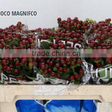 HYPERICUM COCO MAGNIFCO