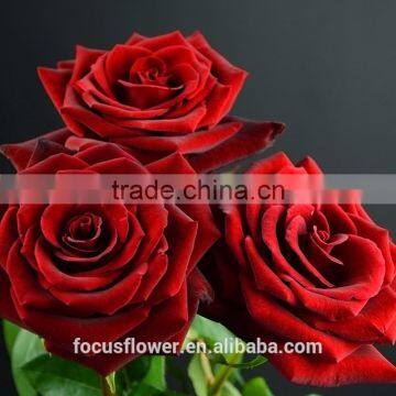 For Hotels/Offices/Wedding flower Natural Fresh Cut Flowers Roses Black Magic Flower from Kunming