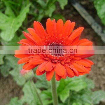 Beautiful Savanna fresh black red gerbera