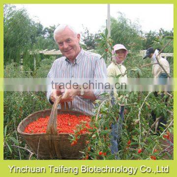 2015's new crop low pesticide gojiberry