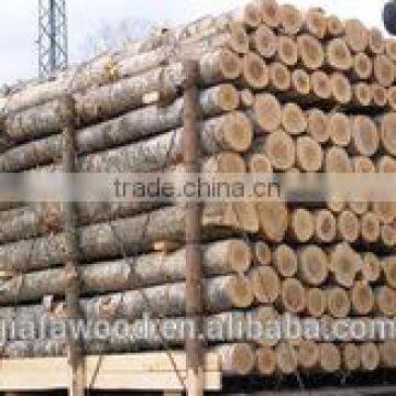 European beech logs