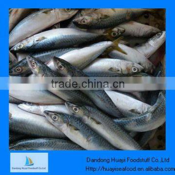 frozen fish pacific mackerel frozen seafood brands