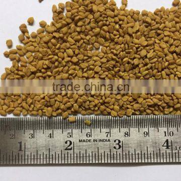 Fenugreek Seed photo-3