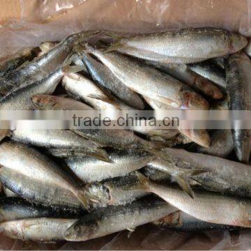 Frozen sardines whole round 20-25pcs/kg for cannery