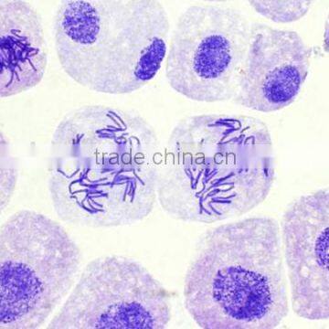 Onion root tip(mitosis)L.S Individual microscope prepared slide