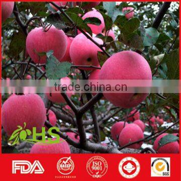 best price red fuji apple exporter in China