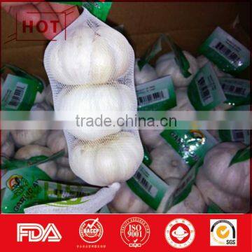 White fresh garlic for sale