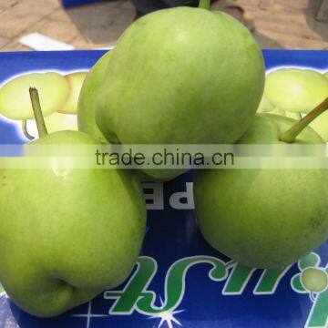 2014 crop fresh Su pear early mature