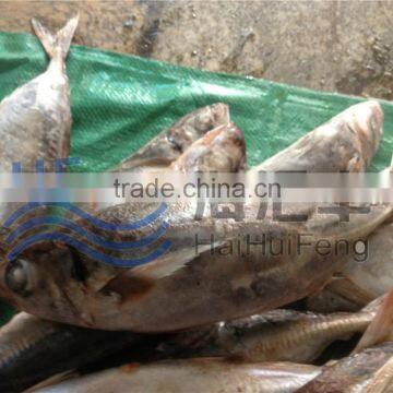 Very fresh horse mackerel fish from chinese producer 25+