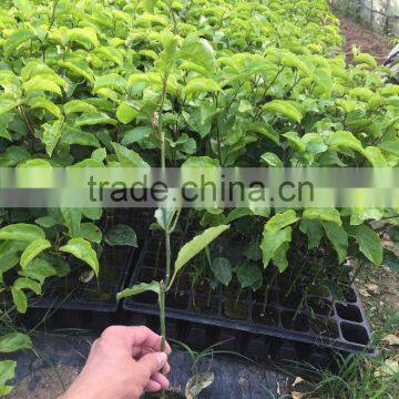 Grafted passion fruit tree seedlings