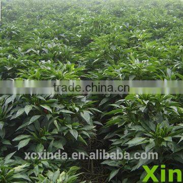 Export Quality Mild Chili Shred,hot Products for 2015 photo-2