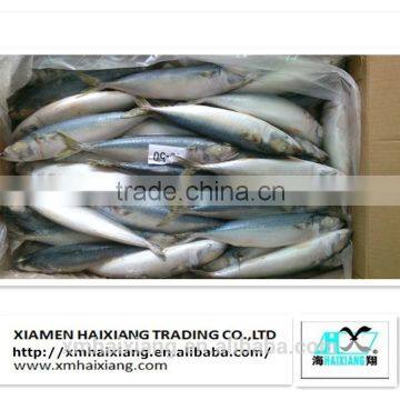 Frozen Pacific Mackerel Fish in High Quality for Sale(600g+) photo-5