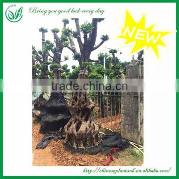 New large outdoor Plants Live Ficus tree