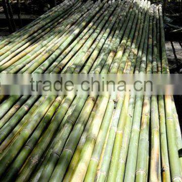 Green bamboo bamboo pole