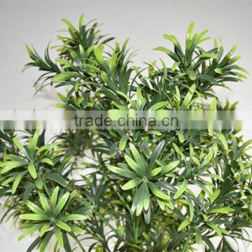 SJ0401117 Landscaping Decorative Indoor Plants/bonsai Podocarpus Plant photo-2
