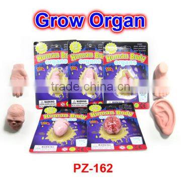 Plastic Grow Human Organs