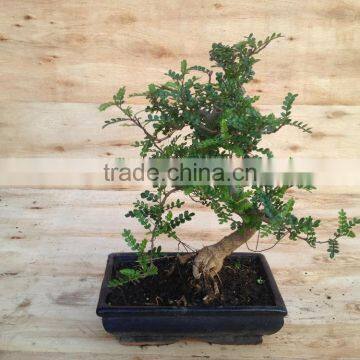 Zanthoxylum Odorum Bonsai S Shape photo-4