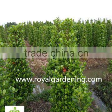 Ficus Panda Christmas Tree ( Cone Shape) High 1.6m 2.3m 2.5m photo-2