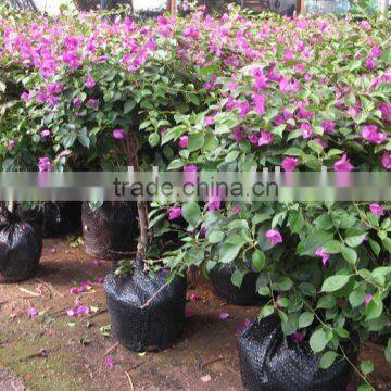 Bougainvillea spectabilis outdoor bush