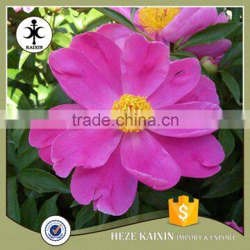 my Test Tree Peony Plant Root photo-3