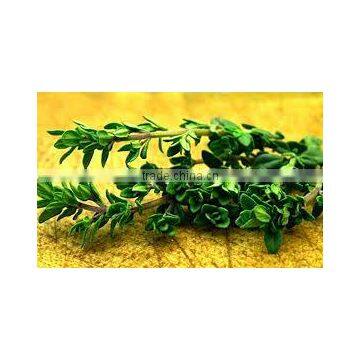 Thyme Oil photo-2