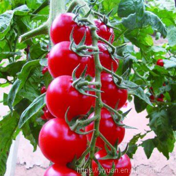 cherry tomato seeds hot tomato greenhouse plant  tomato seeds no.69