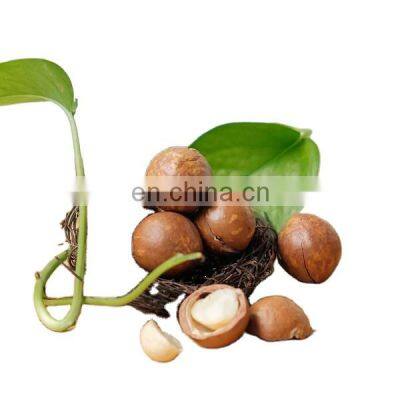 Premium dried Macadamia Nuts/Cheap Price High Quality Macca  from Vietnam